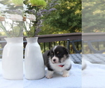 Small #21 Pembroke Welsh Corgi