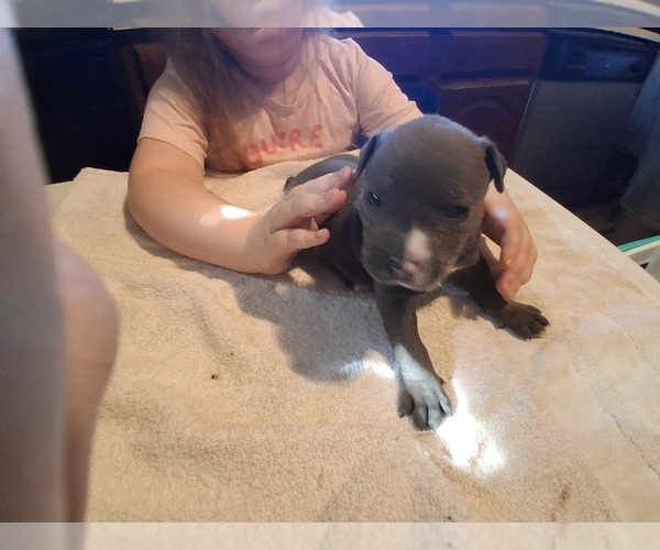 Medium Photo #12 American Pit Bull Terrier Puppy For Sale in DANNEBROG, NE, USA