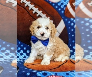 Miniature Bernedoodle Puppy for sale in OXFORD, PA, USA