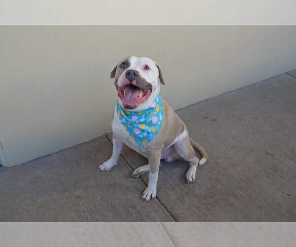 Medium Photo #2 Mutt Puppy For Sale in McKinney, TX, USA