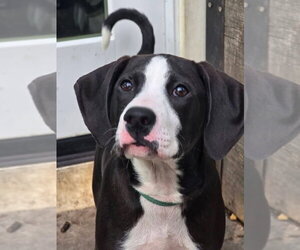 American Staffordshire Terrier-Great Dane Mix Dogs for adoption in Germantown, OH, USA