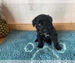 Small Photo #6 Portuguese Water Dog Puppy For Sale in LAKEVIEW, MI, USA