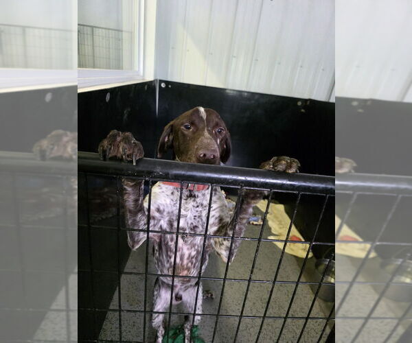 Medium Photo #2 German Shorthaired Pointer Puppy For Sale in Osgood, IN, USA