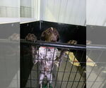 Small #1 German Shorthaired Pointer