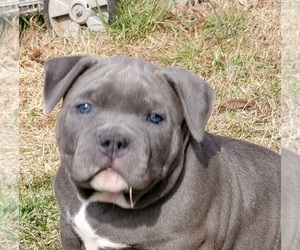 American Bully Puppy for sale in MORGANTON, NC, USA