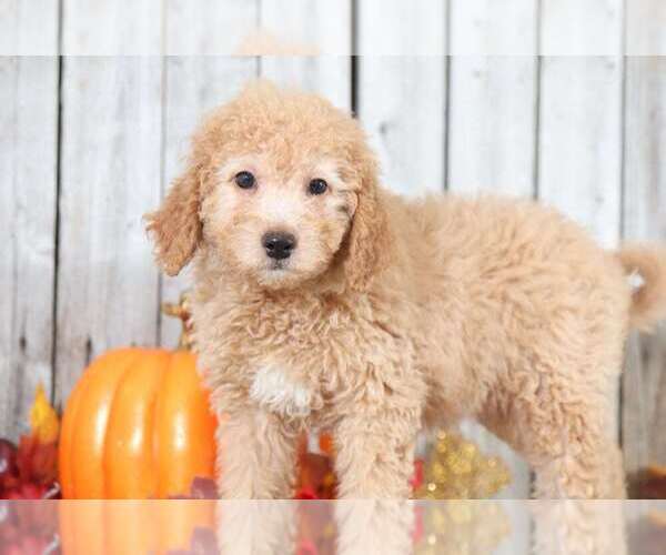 Medium Photo #3 Goldendoodle Puppy For Sale in MOUNT VERNON, OH, USA