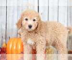 Small Photo #3 Goldendoodle Puppy For Sale in MOUNT VERNON, OH, USA