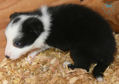Medium Photo #10 Border Collie Puppy For Sale in WHITE SALMON, WA, USA