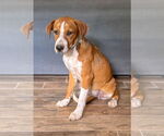 Small #2 Beagle Mix