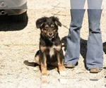 Puppy Nala Australian Shepherd