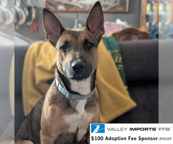 Medium Photo #2 Mutt Puppy For Sale in Fargo, ND, USA