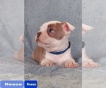 Small Photo #9 Boston Terrier Puppy For Sale in POMEROY, OH, USA