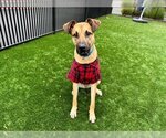 Small Photo #1 German Shepherd Dog-Rhodesian Ridgeback Mix Puppy For Sale in Santa Clara, CA, USA