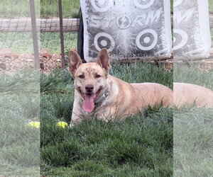 Catahoula Leopard Dog-Unknown Mix Dogs for adoption in Fort Collins, CO, USA