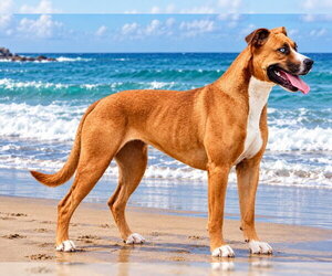 Mutt Dogs for adoption in San Andreas, CA, USA