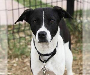 Labrador Retriever-Unknown Mix Dogs for adoption in San Antonio, TX, USA