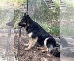 Small #2 German Shepherd Dog
