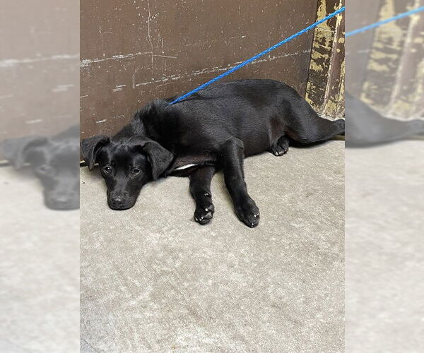 Medium Photo #1 Labrador Retriever Puppy For Sale in Stockton, CA, USA