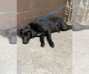 Labrador Retriever Dogs for adoption in Stockton, CA, USA