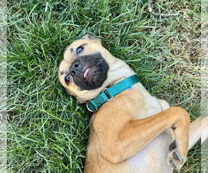 Chug Dogs for adoption in Jefferson, NJ, USA