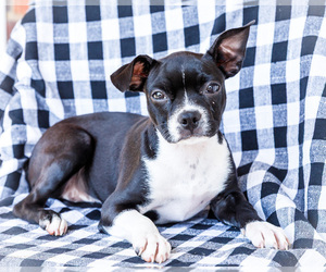 Boston Terrier Litter for sale in WAKARUSA, IN, USA