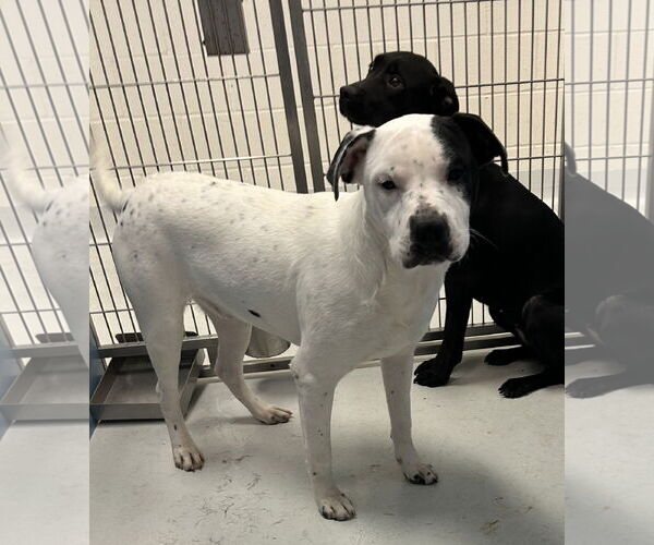 Medium Photo #3 Pointer Puppy For Sale in Pampa, TX, USA
