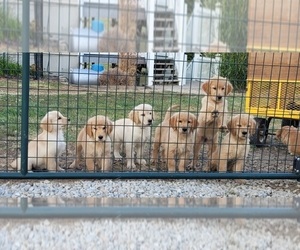 Golden Retriever Puppy for sale in LESLIE, MO, USA