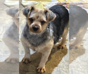 Mutt Dogs for adoption in Decatur, GA, USA