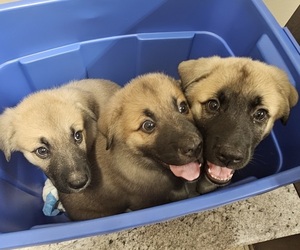 German Shepherd Dog-Great Pyrenees Mix Puppy for Sale in CAIRO, Missouri USA