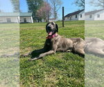 Small Great Dane