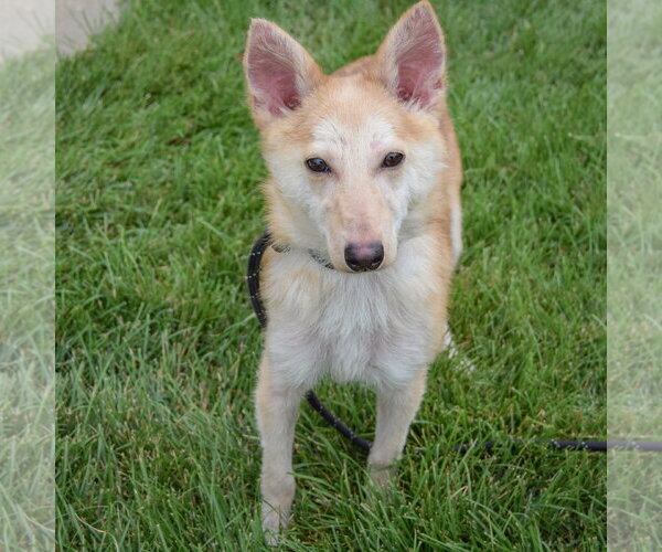 Medium Photo #4 Shiba Inu-Unknown Mix Puppy For Sale in Huntley, IL, USA