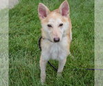 Small #3 Shiba Inu Mix