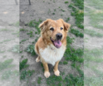 Small #20 Chow Chow-Golden Retriever Mix