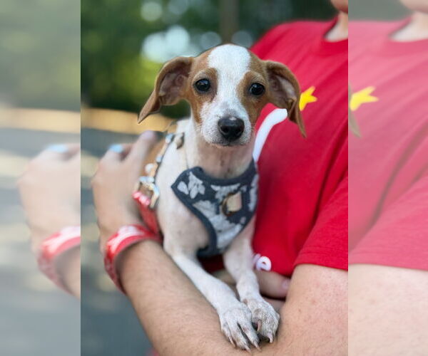 Medium Photo #3 Mutt Puppy For Sale in Canton, CT, USA