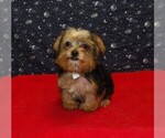 Small #1 Yorkshire Terrier