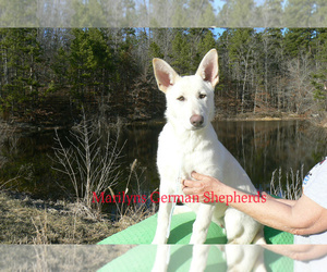 German Shepherd Dog Puppy for Sale in PIEDMONT, Missouri USA