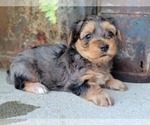 Small Photo #17 Yorkshire Terrier Puppy For Sale in MANES, MO, USA