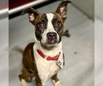 Small #15 Boxer Mix