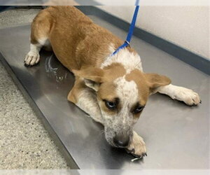 Texas Heeler-Unknown Mix Dogs for adoption in Visalia, CA, USA