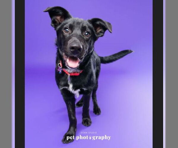 Medium Photo #2 Border Collie-Unknown Mix Puppy For Sale in Fargo, ND, USA