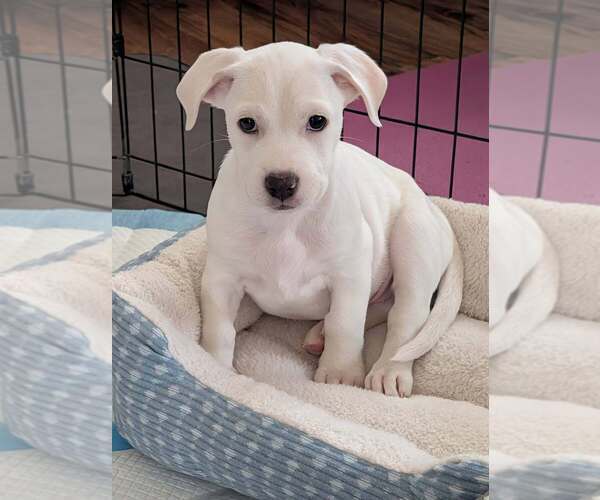 Medium Photo #5 Boxador Puppy For Sale in Lakewood, CO, USA