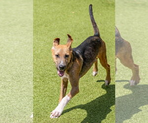 Harvey - Male Mutt Dog for Adoption - Photo #4