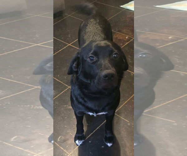 Medium Photo #2 Labrador Retriever-Unknown Mix Puppy For Sale in Alexander, AR, USA