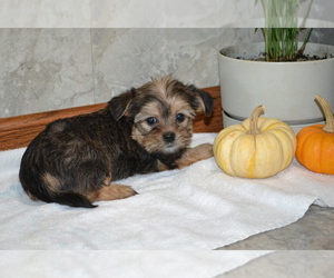 Medium Yorkshire Terrier-Zuchon Mix
