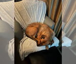 Small Photo #4 Black Mouth Cur-Rhodesian Ridgeback Mix Puppy For Sale in Woodland Hills, CA, USA