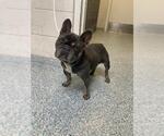 Small French Bulldog
