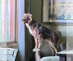 Small Photo #1 Border-Aussie Puppy For Sale in BLUE RIVER, WI, USA