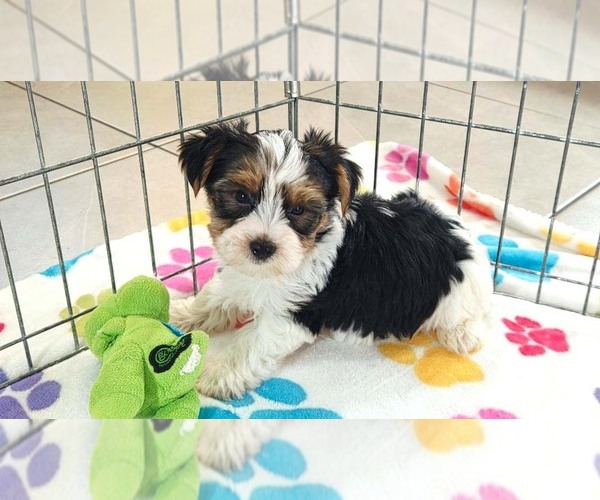 Medium Photo #5 Yorkshire Terrier Puppy For Sale in ORO VALLEY, AZ, USA