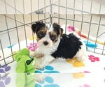 Sam - Male Yorkshire Terrier Puppy for Sale - Photo #5