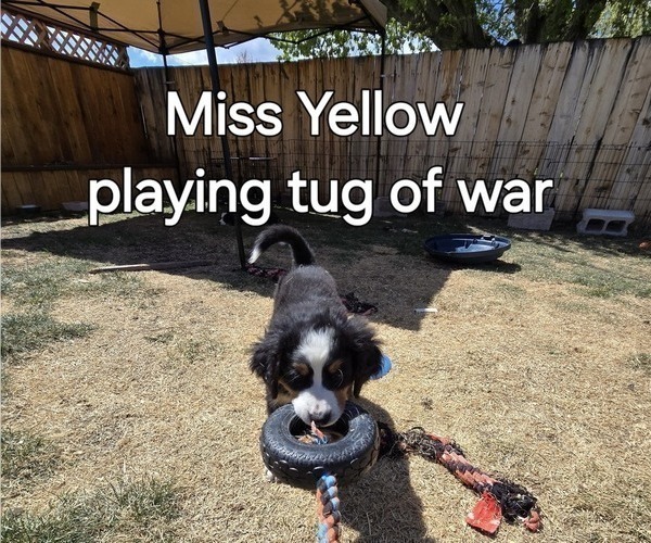 Medium Photo #7 Bernese Mountain Dog Puppy For Sale in SALMON, ID, USA